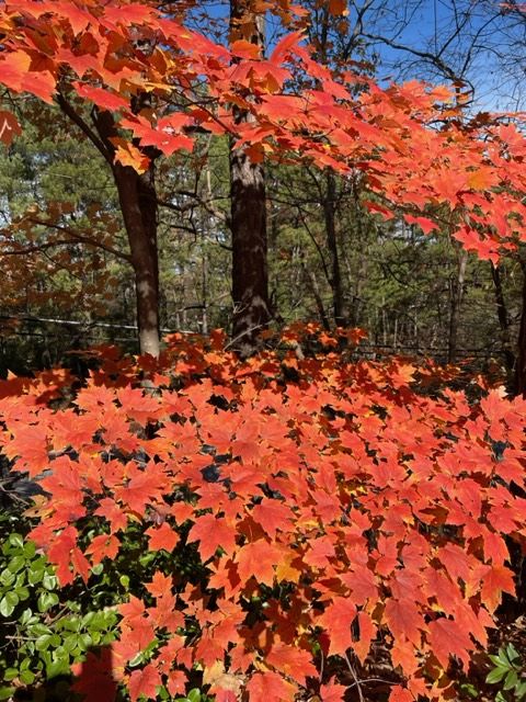Autumn in Raleigh - John Suddath
