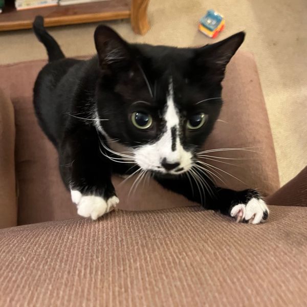 climbing the furniture