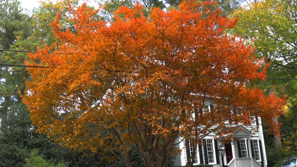 Fall Foliage in the Triangle Fall Foliage in the Triangle