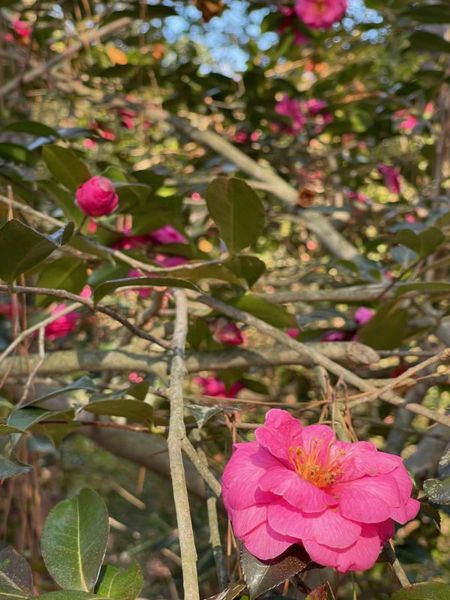 Camellias at the Sarah P. Duke Gardens